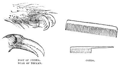 Image unavailable: FOOT OF SPIDER.

BEAK OF TOUCAN.

COMBS.