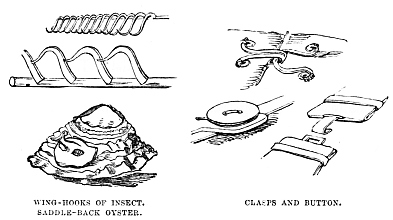 Image unavailable: WING-HOOKS OF INSECT. SADDLE-BACK OYSTER.
CLASPS AND BUTTON.
