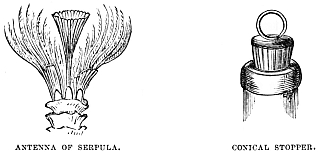 Image unavailable: ANTENNA OF SERPULA.
CONICAL STOPPER.