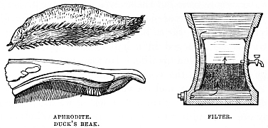 Image unavailable: APHRODITE. DUCK’S BEAK.
FILTER.