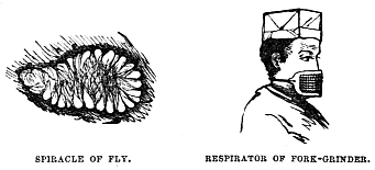 Image unavailable: SPIRACLE OF FLY.
RESPIRATOR OF FORK-GRINDER.