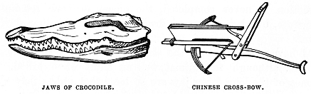 Image unavailable: JAWS OF CROCODILE.
CHINESE CROSS-BOW.