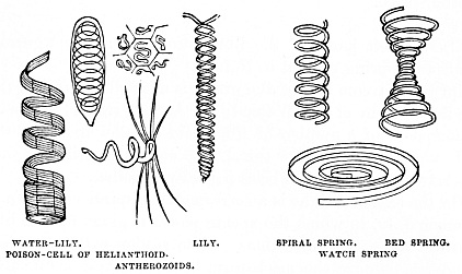 Image unavailable: WATER-LILY. LILY. POISON-CELL OF HELIANTHOID. ANTHEROZOIDS.
SPIRAL SPRING. BED SPRING. WATCH SPRING.
