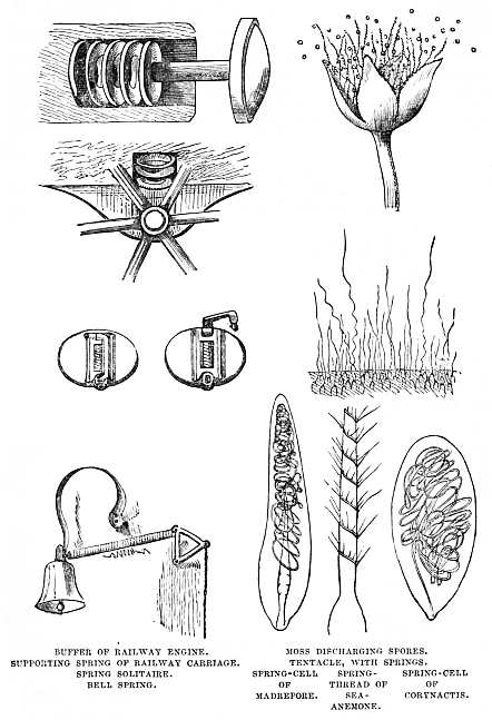 Image unavailable: BUFFER OF RAILWAY ENGINE. MOSS DISCHARGING SPORES.
SUPPORTING SPRING OF RAILWAY CARRIAGE. TENTACLE, WITH SPRINGS.
SPRING SOLITAIRE. SPRING-CELL OF MADREPORE. SPRING-THREAD OF SEA-ANEMONE. SPRING-CELL OF CORYNACTIS.
BELL SPRING.