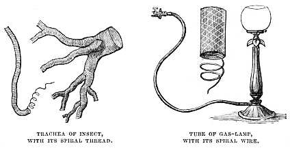 Image unavailable: TRACHEA OF INSECT, WITH ITS SPIRAL THREAD.
TUBE OF GAS-LAMP, WITH ITS SPIRAL WIRE.