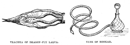 Image unavailable: TRACHEA OF DRAGON-FLY LARVA.
TUBE OF HOOKAH.