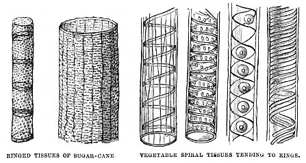 Image unavailable: RINGED TISSUES OF SUGAR-CANE
VEGETABLE SPIRAL TISSUES TENDING TO RINGS.