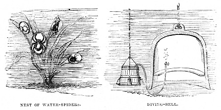 Image unavailable: NEST OF WATER-SPIDERS.
DIVING-BELL.