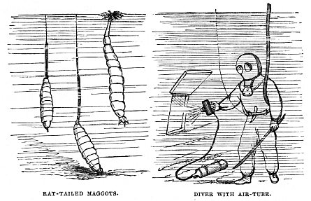 Image unavailable: RAT-TAILED MAGGOTS.
DIVER WITH AIR-TUBE.