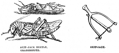 Image unavailable: SKIP-JACK BEETLE. GRASSHOPPER.
SKIP-JACK.