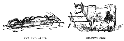 Image unavailable: ANT AND APHIS.
MILKING COW.