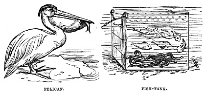 Image unavailable: PELICAN.
FISH-TANK.