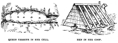 Image unavailable: QUEEN TERMITE IN HER CELL.
HEN IN HER COOP.