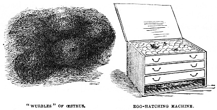 Image unavailable: “WURBLES” OF ŒSTRUS.
EGG-HATCHING MACHINE.