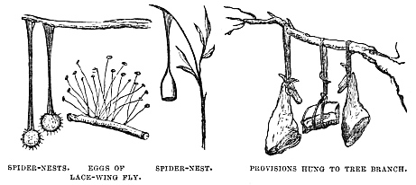 Image unavailable: SPIDER-NESTS.
EGGS OF LACE-WING FLY.
SPIDER-NEST.
PROVISIONS HUNG TO TREE BRANCH.