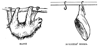 Image unavailable: SLOTH.
BUTCHERS’ HOOKS.