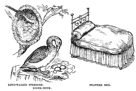 Image unavailable: LONG-TAILED TITMOUSE.
EIDER-DUCK.
FEATHER BED.