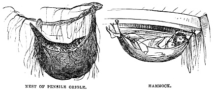 Image unavailable: NEST OF PENSILE ORIOLE.
HAMMOCK.