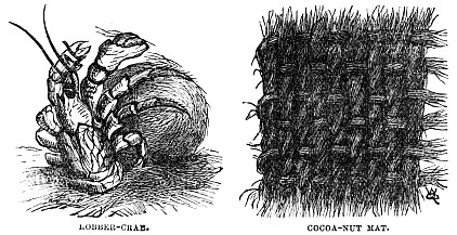 Image unavailable: ROBBER-CRAB.
COCOA-NUT MAT.