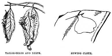 Image unavailable: TAILOR-BIRDS AND NESTS.
SEWING CLOTH.