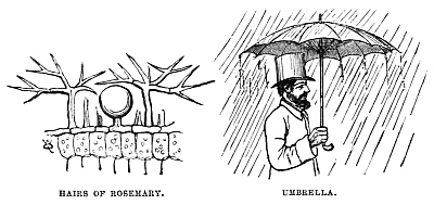Image unavailable: HAIRS OF ROSEMARY.
UMBRELLA.