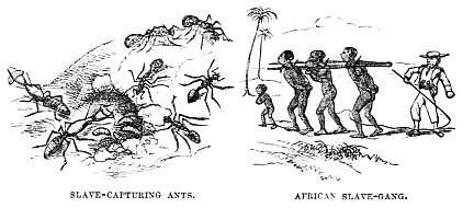 Image unavailable: SLAVE-CAPTURING ANTS.
AFRICAN SLAVE-GANG.