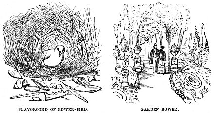 Image unavailable: PLAYGROUND OF BOWER-BIRD.
GARDEN BOWER.