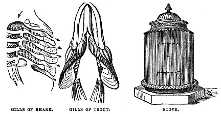 Image unavailable: GILLS OF SHARK.
GILLS OF TROUT.
STOVE.