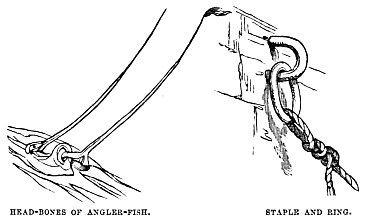 Image unavailable: HEAD-BONES OF ANGLER-FISH.
STAPLE AND RING.