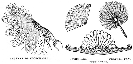 Image unavailable: ANTENNA OF COCKCHAFER.
IVORY FAN.         FEATHER FAN.
FIRE-GUARD.