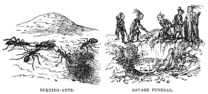 Image unavailable: BURYING-ANTS.
SAVAGE FUNERAL.