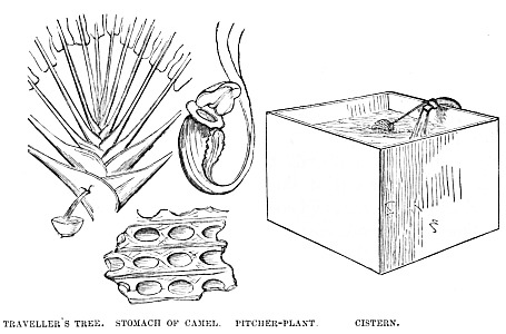 Image unavailable: TRAVELLER’S TREE.

STOMACH OF CAMEL.

PITCHER-PLANT.

CISTERN.