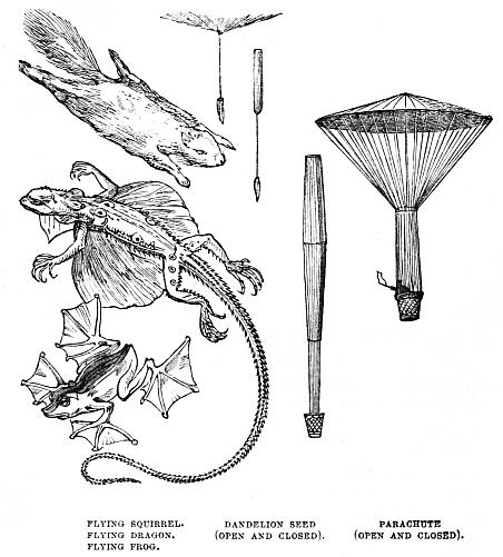Image unavailable: FLYING SQUIRREL.     DANDELION SEED         PARACHUTE
FLYING DRAGON.      (OPEN AND CLOSED).  (OPEN AND CLOSED).
FLYING FROG.