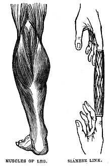 Image unavailable: MUSCLES Of LEG.
SIAMESE LINK.
