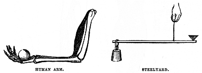 Image unavailable: HUMAN ARM.
STEELYARD.
