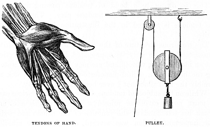 Image unavailable: TENDONS OF HAND.
PULLEY.