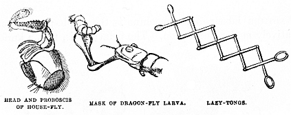 Image unavailable: HEAD AND PROBOSCIS OF HOUSE-FLY.
MASK OF DRAGON-FLY LARVA.
LAZY-TONGS.