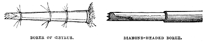 Image unavailable: BORER OF ŒSTRUS.
DIAMOND-HEADED BORER.