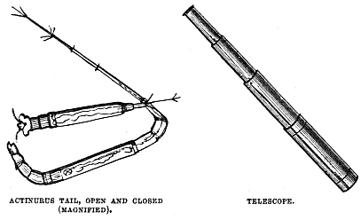 Image unavailable: ACTINURUS TAIL, OPEN AND CLOSED (MAGNIFIED).
TELESCOPE.