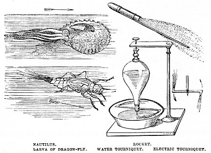 Image unavailable: NAUTILUS.

LARVA OF DRAGON-FLY.

ROCKET.

WATER TOURNIQUET.

ELECTRIC TOURNIQUET.