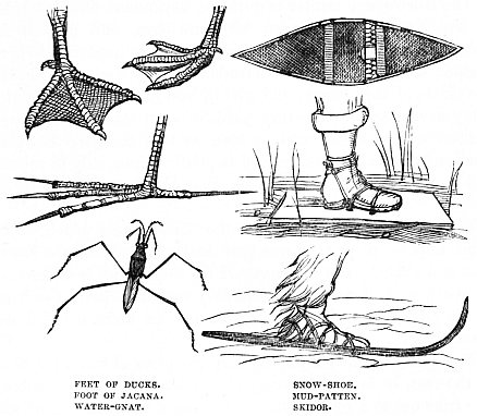 Image unavailable: FEET OF DUCKS.          SNOW-SHOE.
FOOT OF JACANA.         MUD-PATTEN.
WATER-GNAT.             SKIDOR.