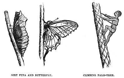 Image unavailable: GIRT PUPA AND BUTTERFLY.
CLIMBING PALM-TREE.