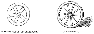 Image unavailable: WHEEL-SPICULE OF CHIBODOTA.
CART-WHEEL.