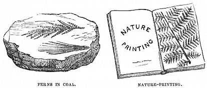 Image unavailable: FERNS IN COAL.
NATURE-PRINTING.