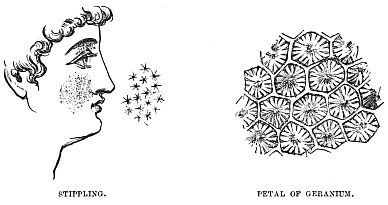 Image unavailable: STIPPLING.
PETAL OF GERANIUM.