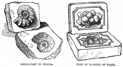 Image unavailable: SHELL-CAST IN CHALK.
CAST IN PLASTER OF PARIS.