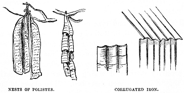 Image unavailable: NESTS OF POLISTES.
CORRUGATED IRON.