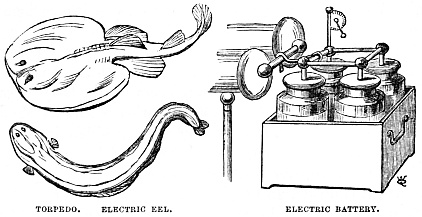 Image unavailable: TORPEDO.

ELECTRIC EEL.

ELECTRIC BATTERY.