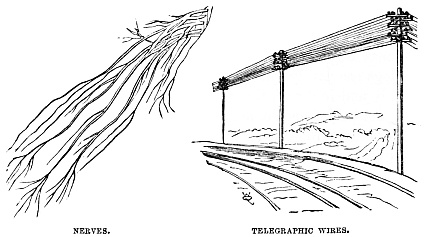Image unavailable: NERVES.
TELEGRAPHIC WIRES.