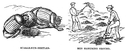 Image unavailable: SCARABÆUS-BEETLES.
MEN MANURING GROUND.